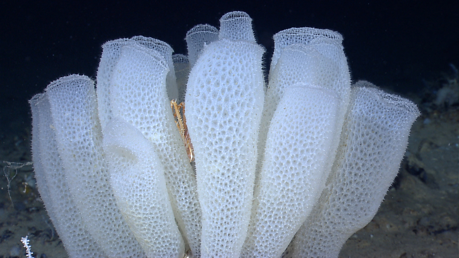 Euplectella_aspergillum